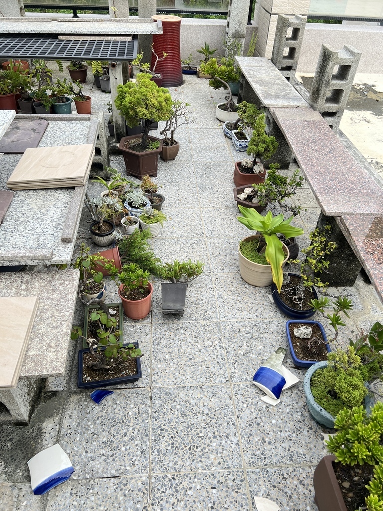 07還好颱風來之前~有先將盆栽搬到地面.JPG