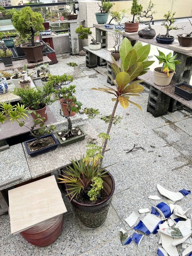 10盆栽一盆盆的搬回架上.JPG
