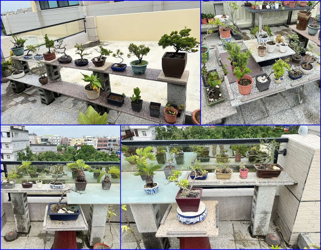 17盆栽復復完成.jpg
