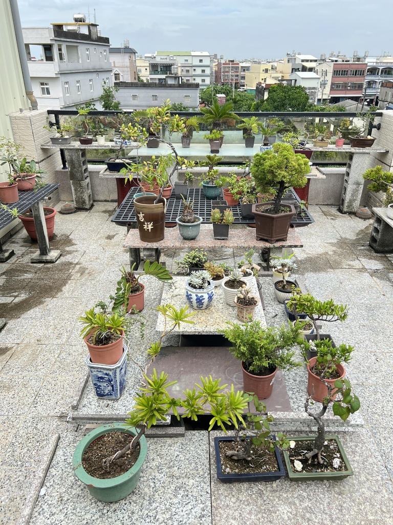 18颱風受後~頂樓花園復原完成.JPG