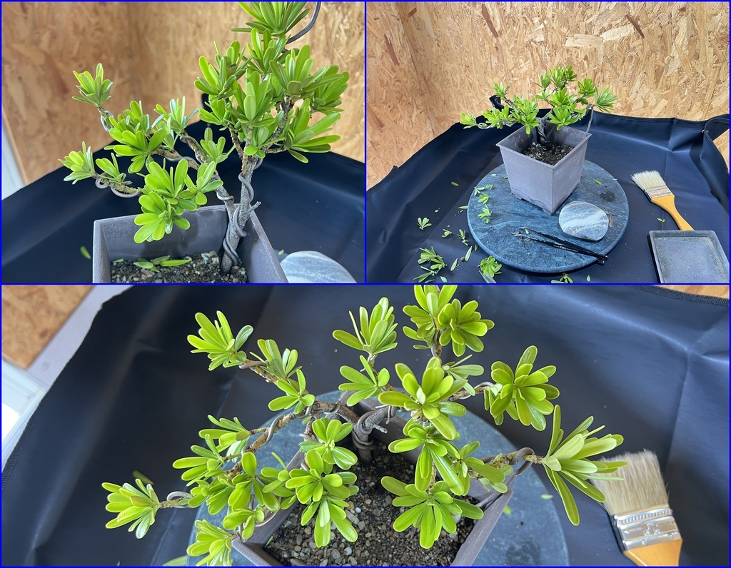 13小羅漢松盆栽~有好工具方便整理.jpg