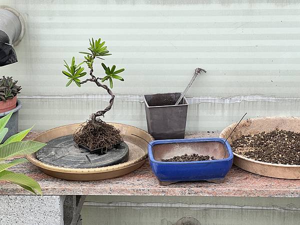07羅漢松~準備換盆.JPG