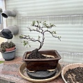 11換到新盆~填土種植~變成一盆愉樹小盆栽.JPG