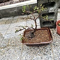 12愉樹盆栽.~湗水放在半日照養2週~再全日照.JPG