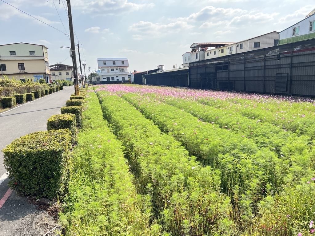 14美濃的路邊~花田可以賞花及拍照.JPG
