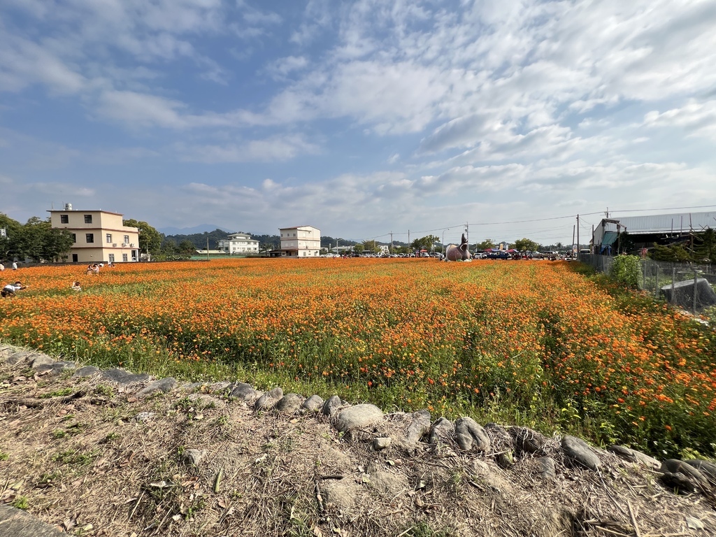 18美濃湖邊也有花海可以欣賞.JPG