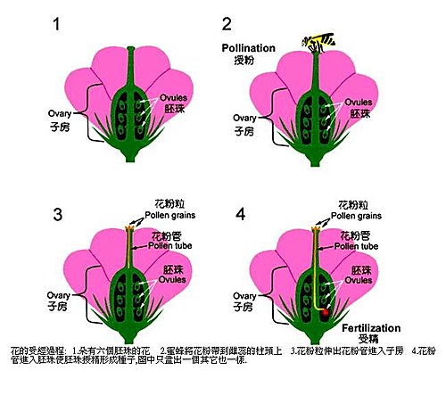 花的受精過程