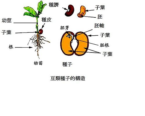 豆類種子的構造