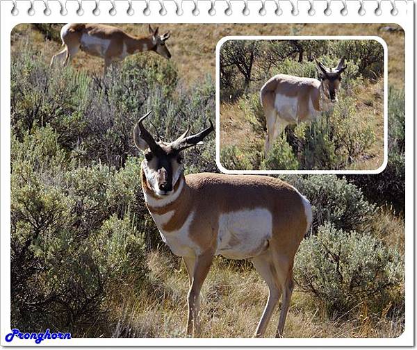 21. Pronghorn.jpg