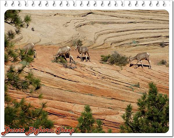 25. Zion-Mt. Carmel Highway - Desert Bighorn Sheep.jpg