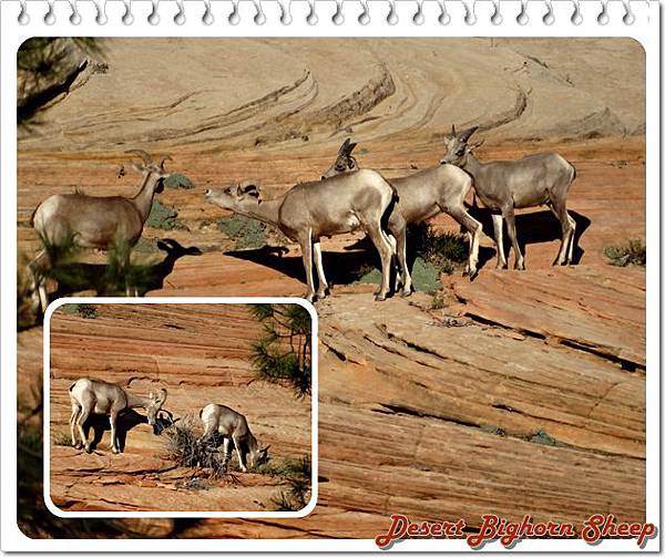 26. Zion-Mt. Carmel Highway - Desert Bighorn Sheep.jpg