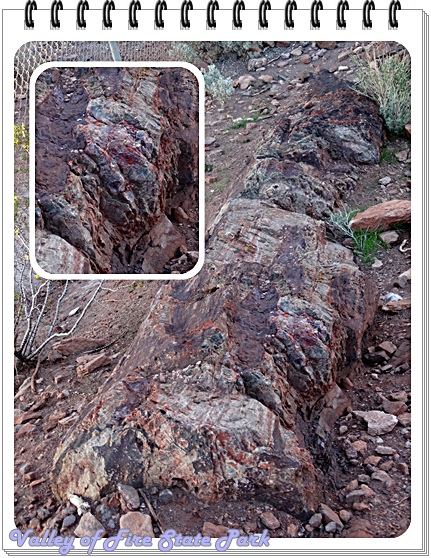 22. Valley of Fire State Park - Petrified Log.jpg