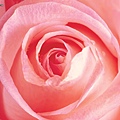 wall001_com_valentine-rose05.jpg