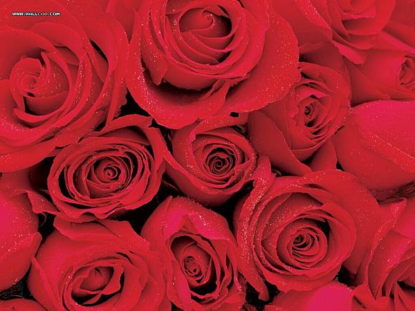 wall001_com_valentine-rose06.jpg