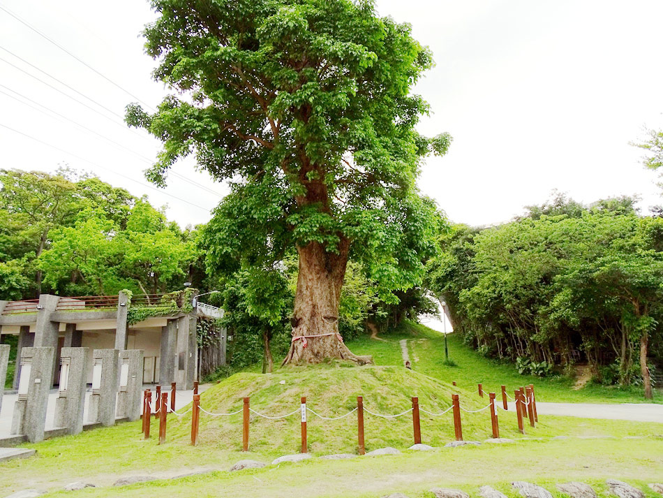 中和錦和公園 (8).jpg