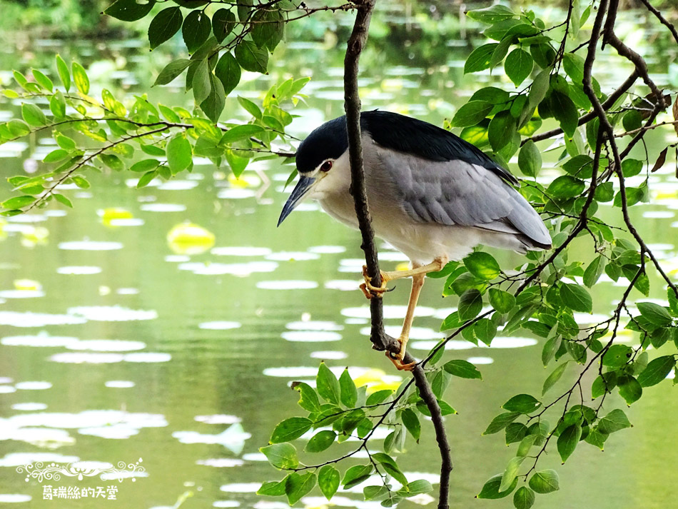 台北植物園鳥類拍攝 (9).jpg
