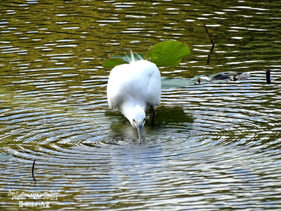 台北植物園鳥類拍攝 (42).jpg