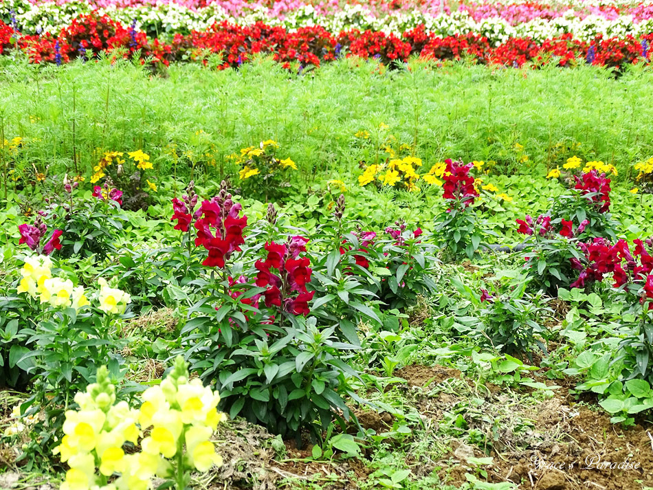 桃園景點富田花園農場 (20).jpg