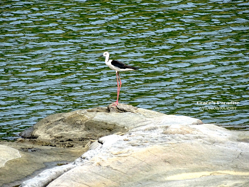 2018基隆景點和平島公園 (22).jpg