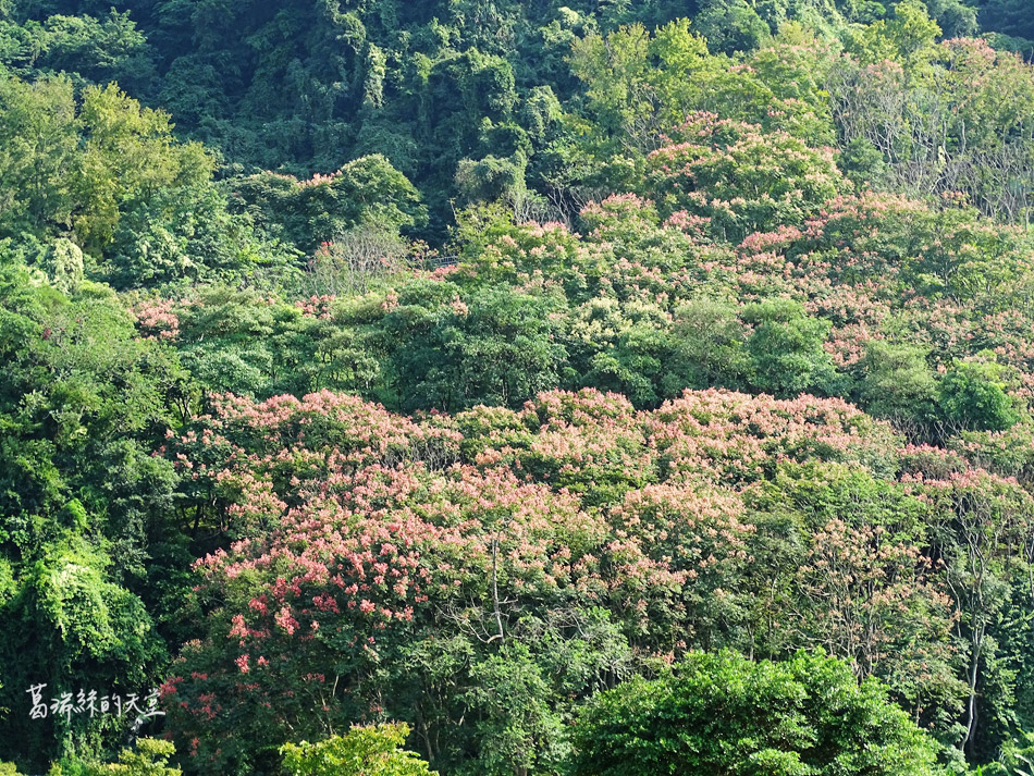 石門水庫後潭 (19).jpg