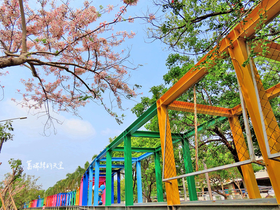 【台南景點】這裡花旗木盛開!台南熱門IG打卡景點好好拍~