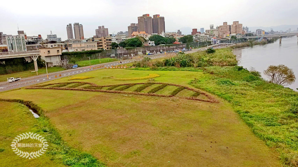 新月橋-波斯菊花海 (9).jpg