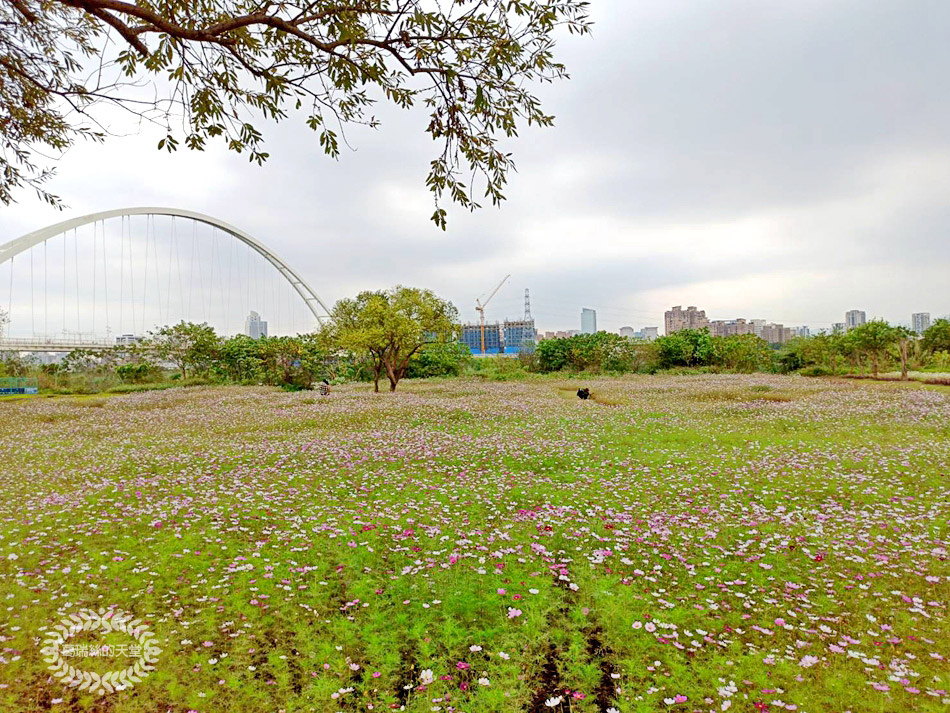 新月橋-波斯菊花海 (23).jpg