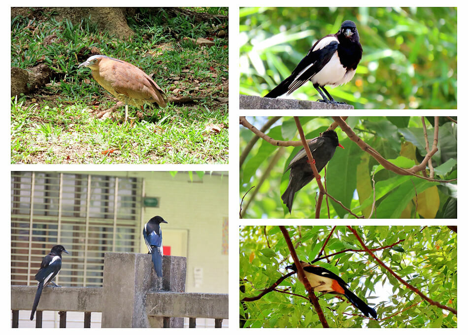 台北特色公園－信義區公園－松德公園 (47).jpg