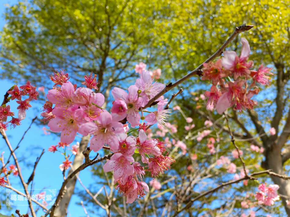 新北特色公園-樹林景觀萬坪公園 (3).jpg