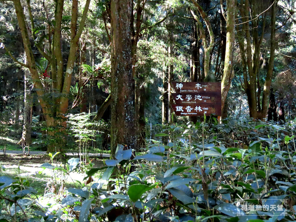 南投景點-溪頭自然教育園區 (10).JPG