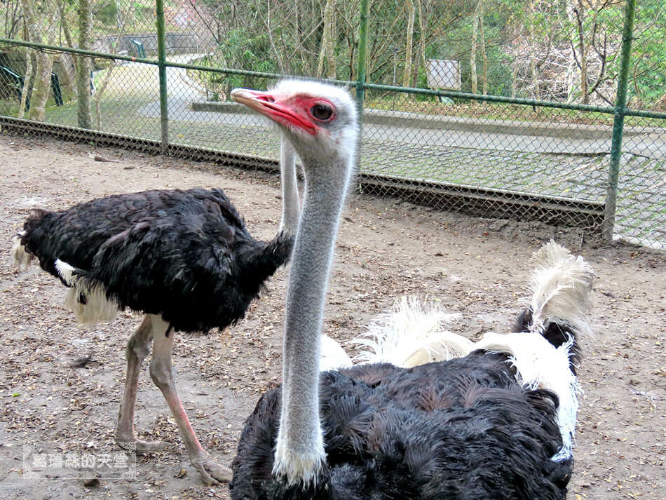 南投景點-鳳凰谷鳥園生態園區 (51).jpg