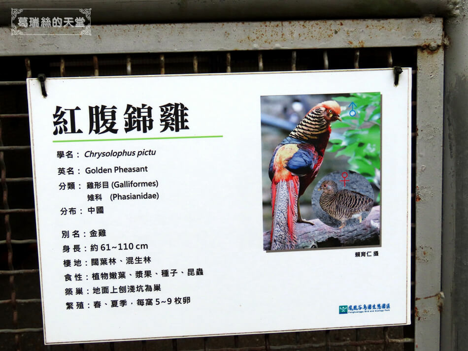 南投景點-鳳凰谷鳥園生態園區 (65).jpg