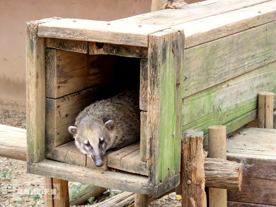 新竹景點-新竹市立動物園 (6).JPG