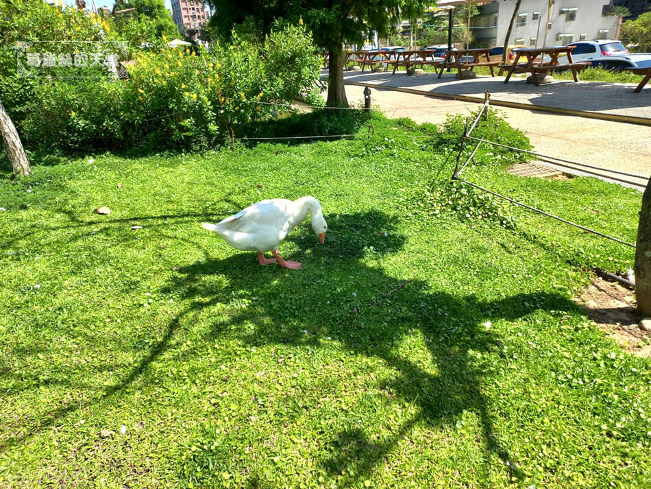 桃園特色遊戲場-桃園免費景點-大有梯田生態公園 (17).jpg