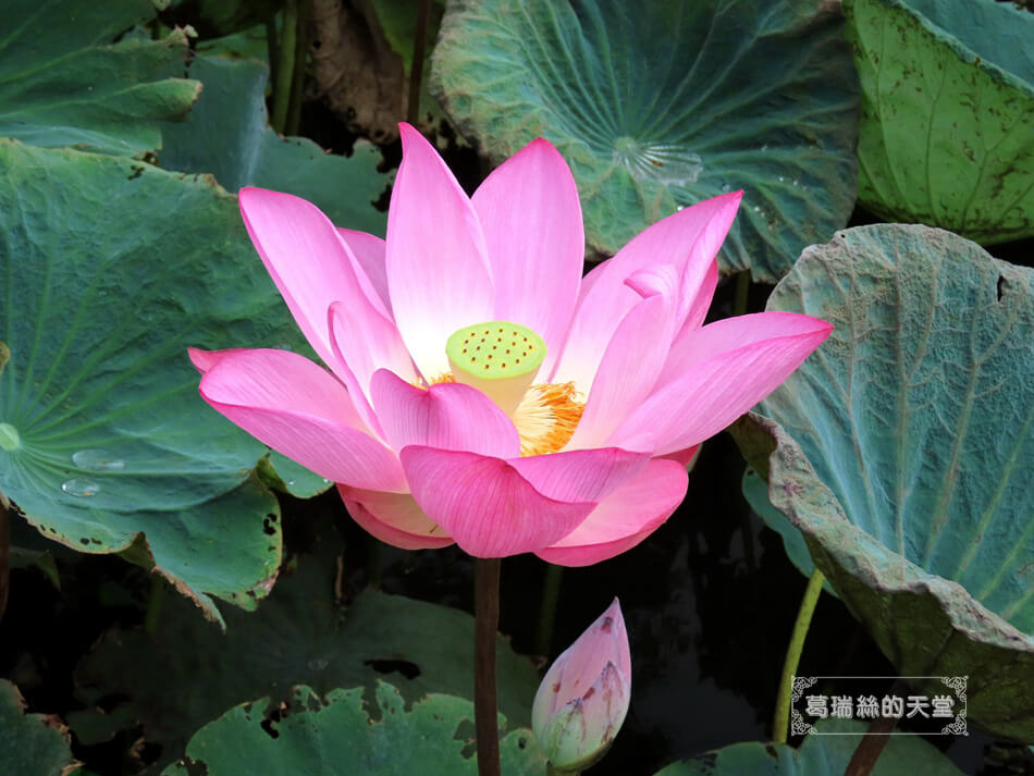 新北賞花景點-山佳荷花池 (16).JPG