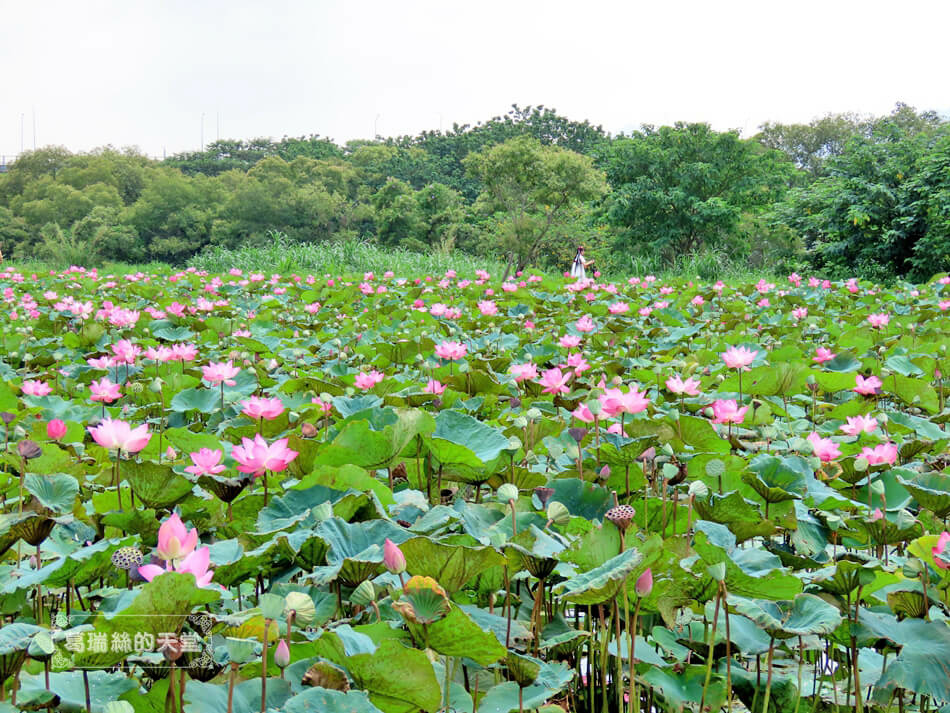 新北賞花景點-山佳荷花池 (19).JPG