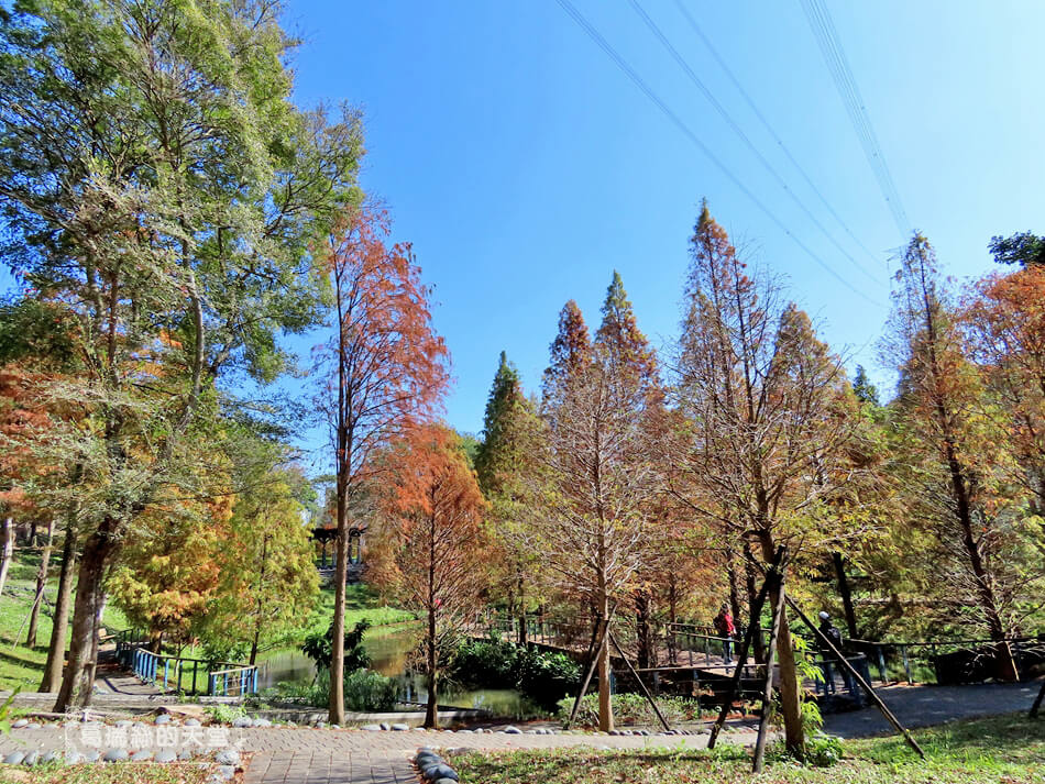 桃園落羽松景點-長庚養生文化村 落羽松公園 (3).JPG