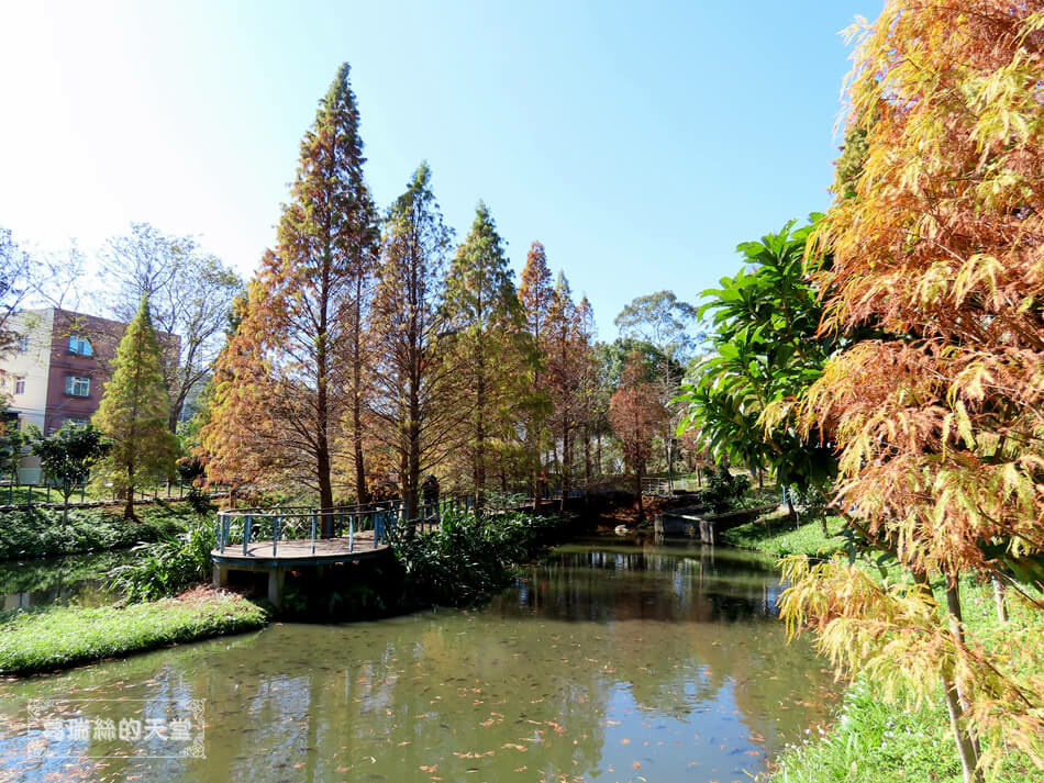 桃園落羽松景點-長庚養生文化村 落羽松公園 (9).JPG