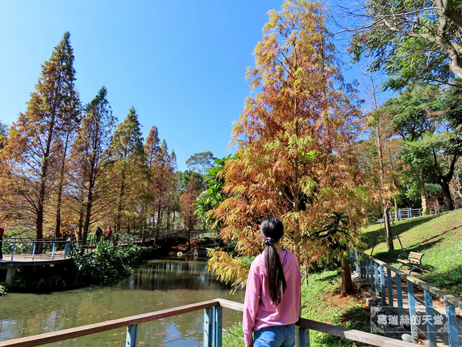 桃園落羽松景點-長庚養生文化村 落羽松公園 (7).JPG