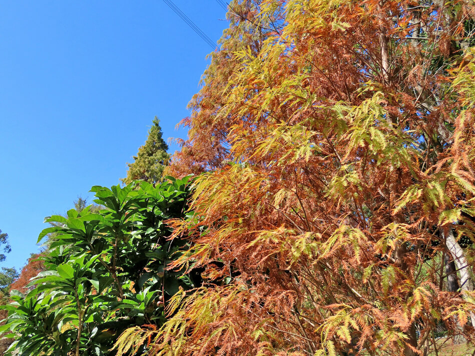 桃園落羽松景點-長庚養生文化村 落羽松公園 (8).JPG