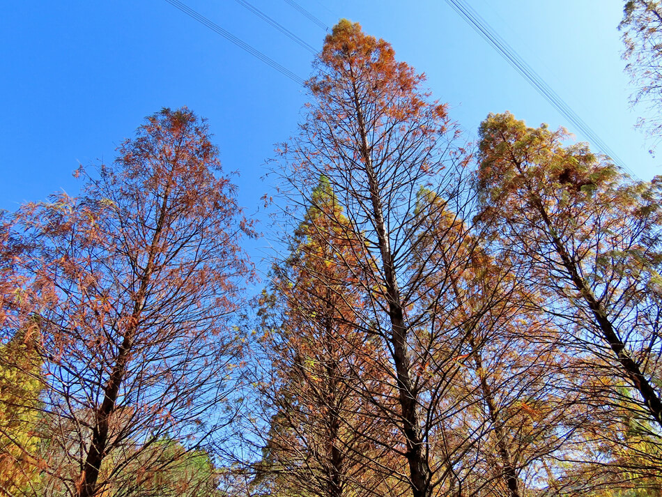 桃園落羽松景點-長庚養生文化村 落羽松公園 (11).JPG