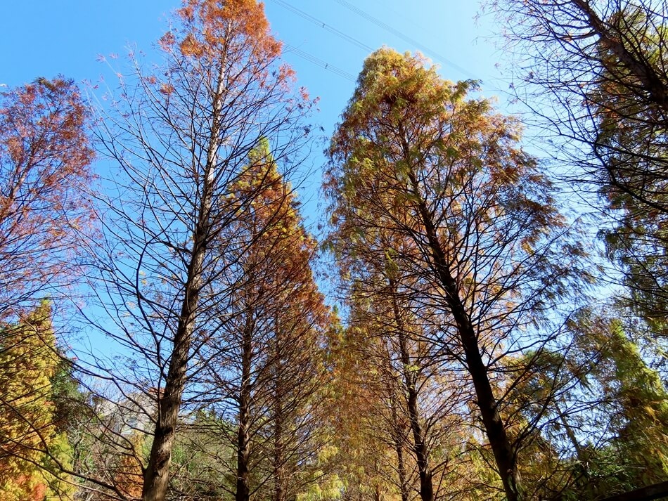 桃園落羽松景點-長庚養生文化村 落羽松公園 (15).JPG