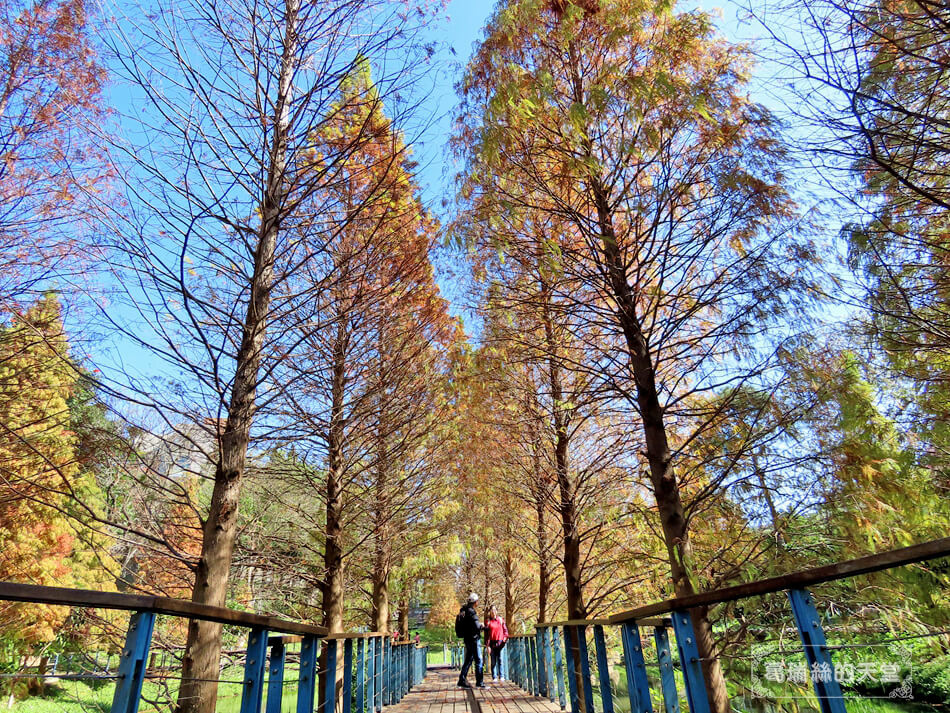 桃園落羽松景點-長庚養生文化村 落羽松公園 (16).JPG