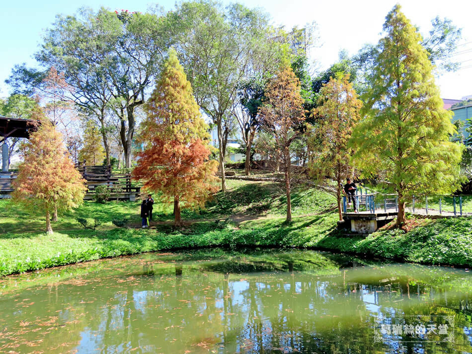 桃園落羽松景點-長庚養生文化村 落羽松公園 (24).JPG