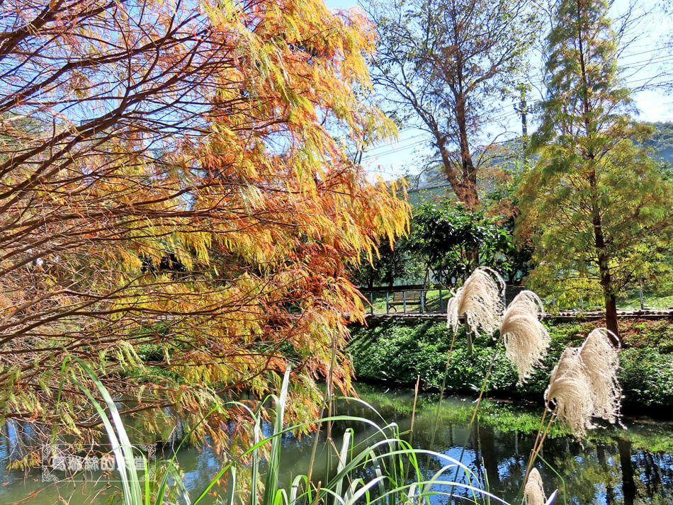 桃園落羽松景點-長庚養生文化村 落羽松公園 (22).JPG