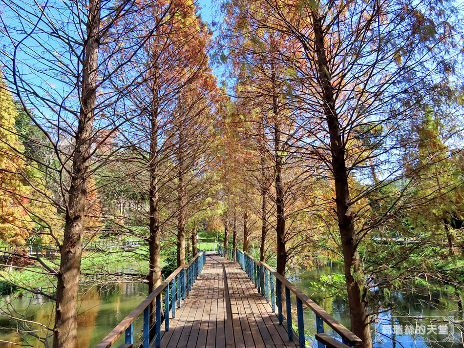 桃園落羽松景點-長庚養生文化村 落羽松公園 (19).JPG