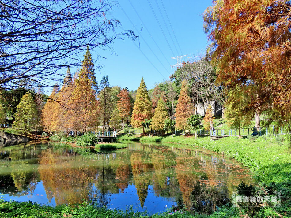 桃園落羽松景點-長庚養生文化村 落羽松公園 (28).JPG