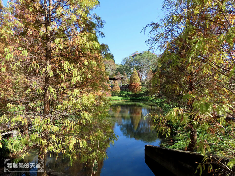 桃園落羽松景點-長庚養生文化村 落羽松公園 (27).JPG