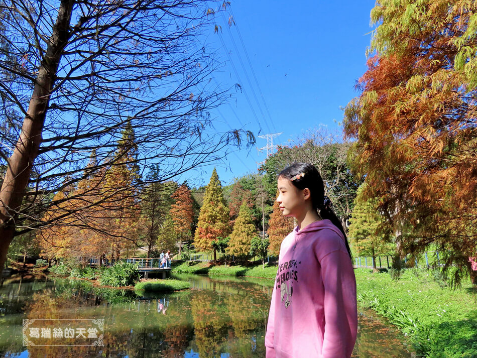 桃園落羽松景點-長庚養生文化村 落羽松公園 (29).JPG