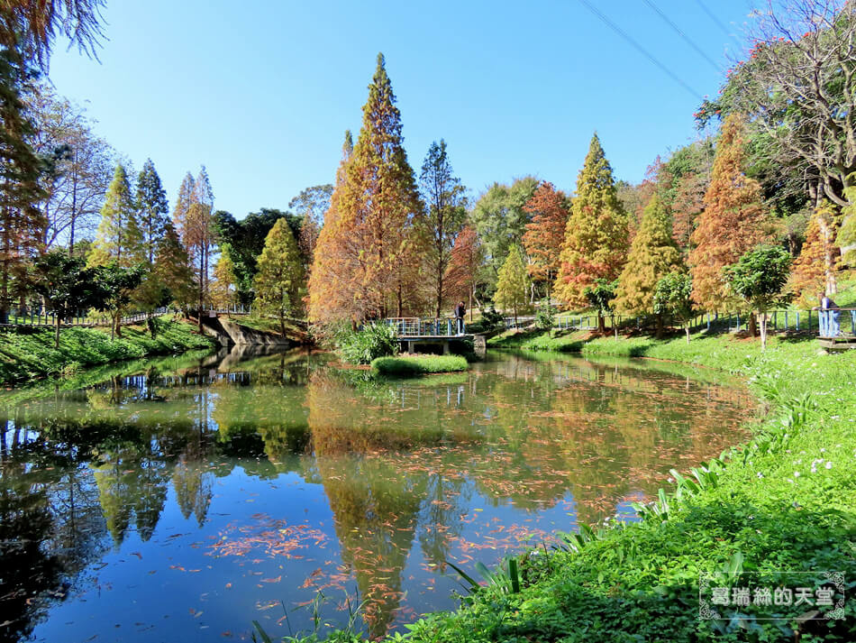 桃園落羽松景點-長庚養生文化村 落羽松公園 (32).JPG